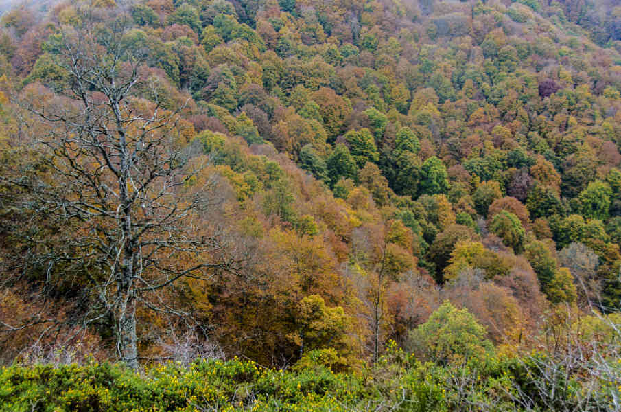 Comunidad Foral de Navarra 032 - Selva de Irati.jpg